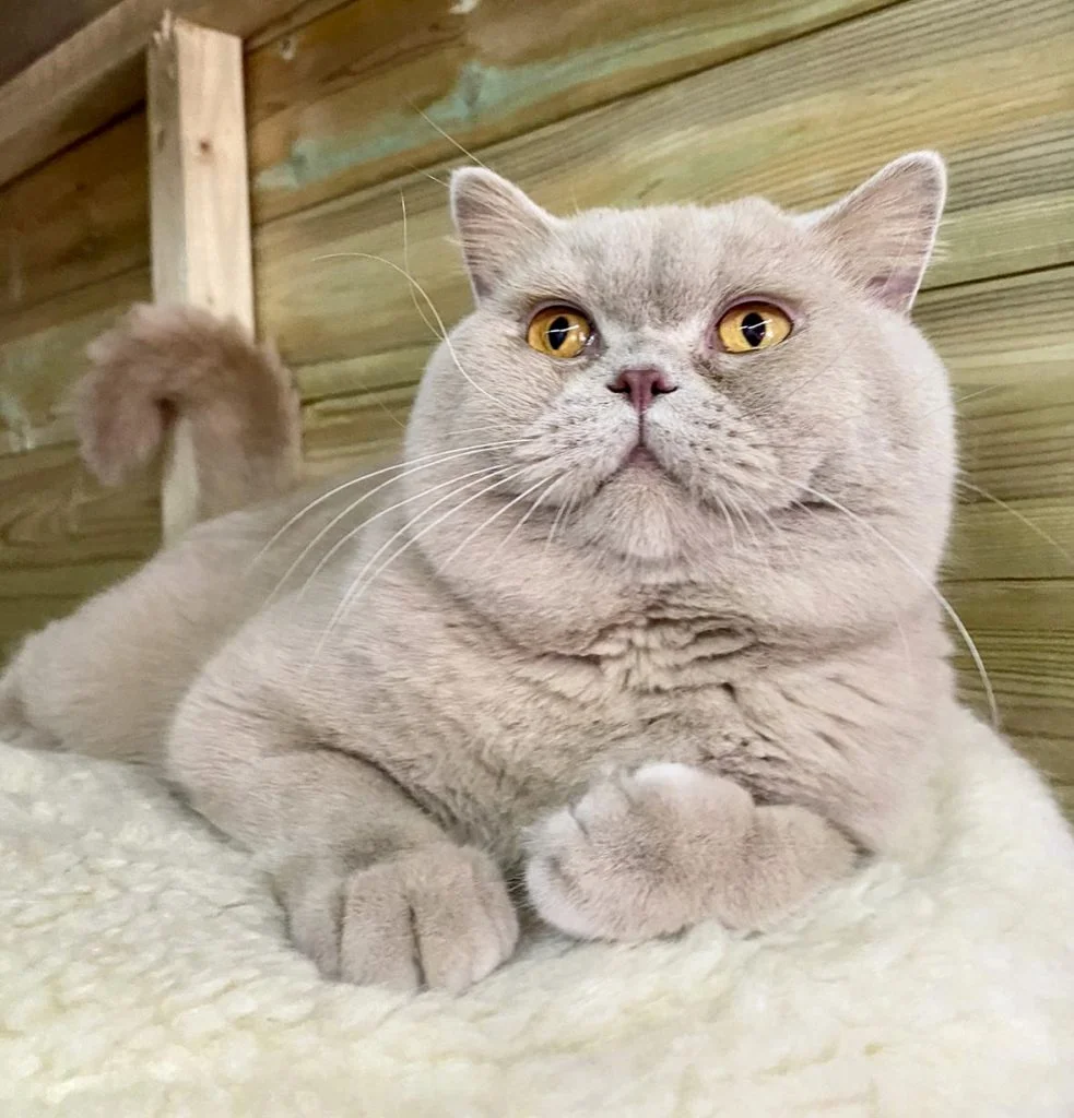 Bueno our British Shorthair Stud Cat