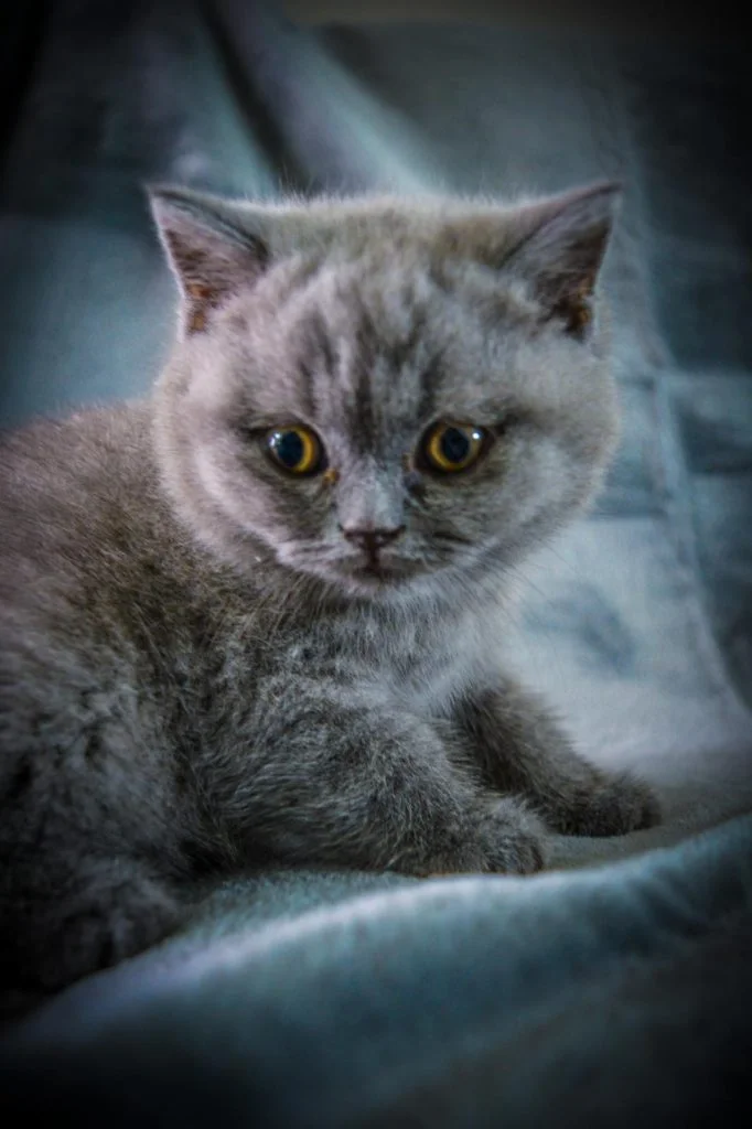 British Shorthair Kitten