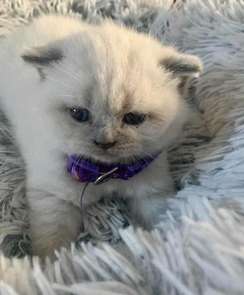 British Shorthair Kitten with Purple Collar