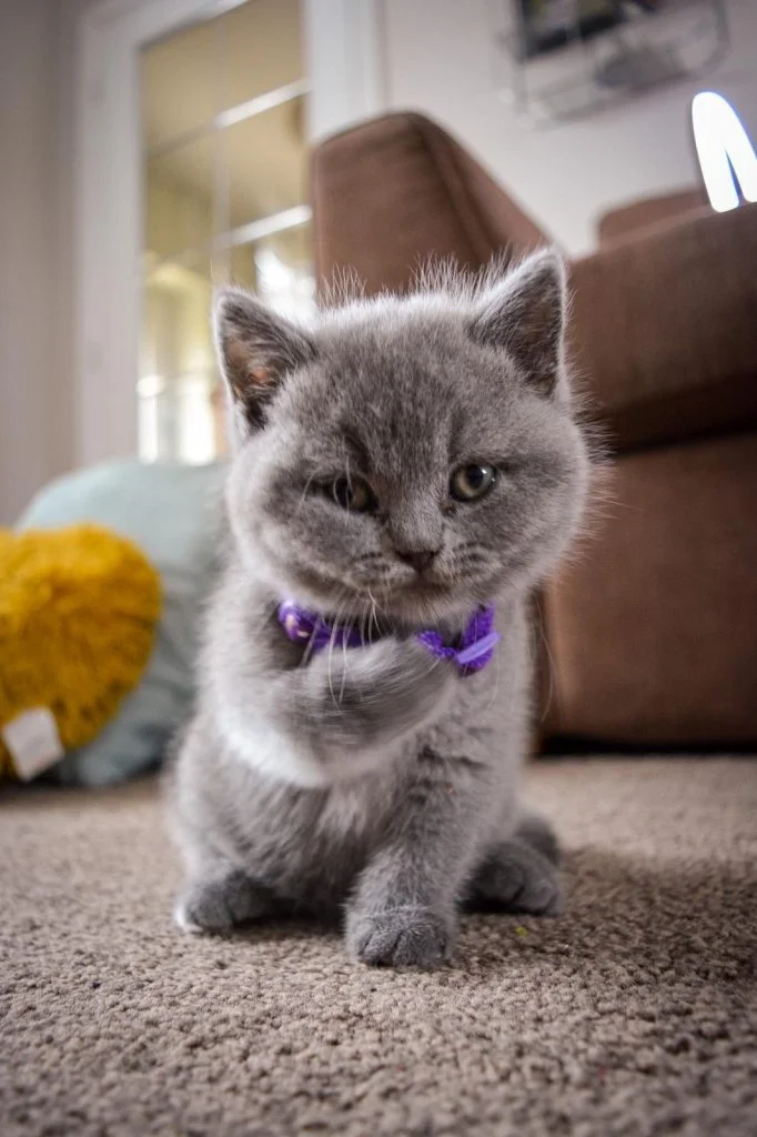 British Shorthair Kitten with purple collar
