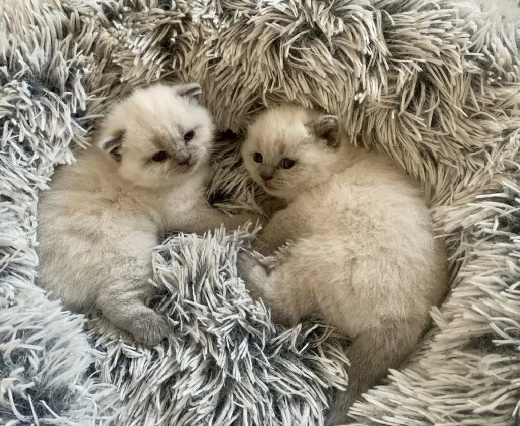 2 British Shorthair Kittens on a Blanket