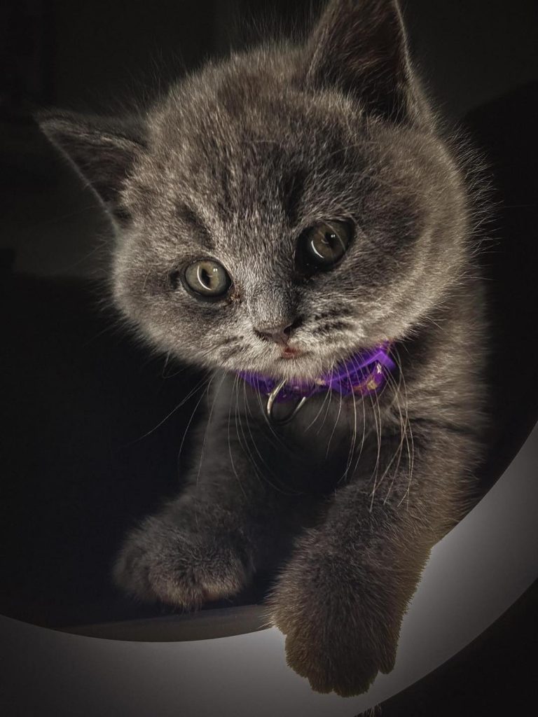 British shorthair kitten with purple collar