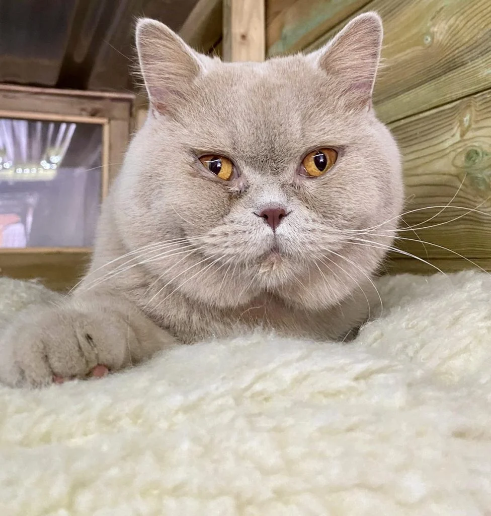 Bueno our British Shorthair Stud cat
