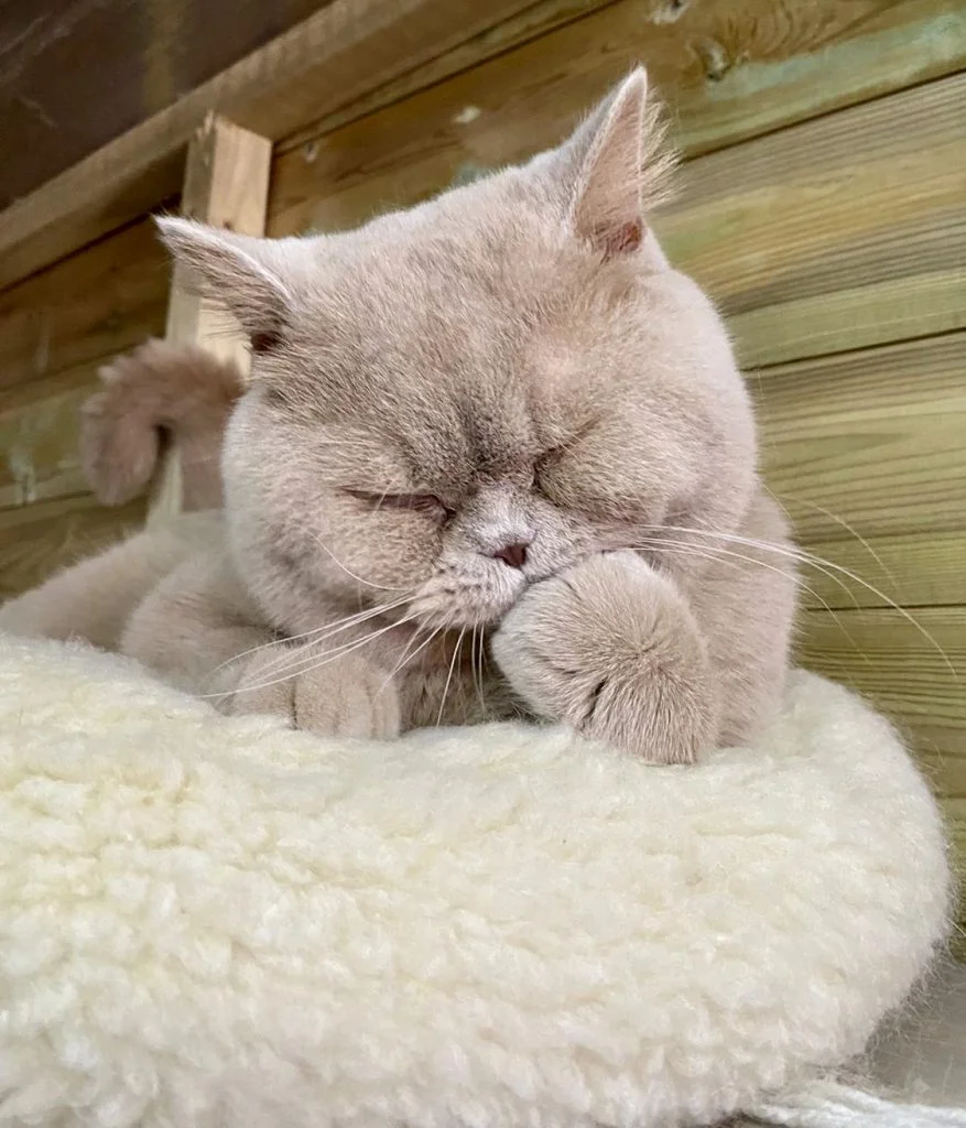 Our British Shorthair Stud, Bueno, grooming himself