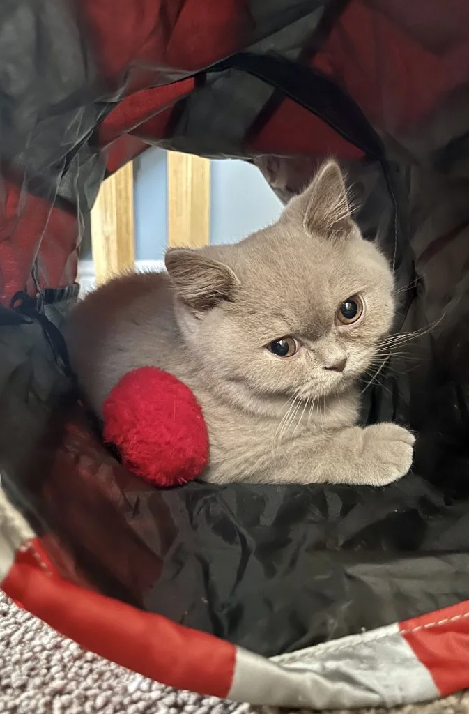 A British Shorthair kitten in a play tunnel