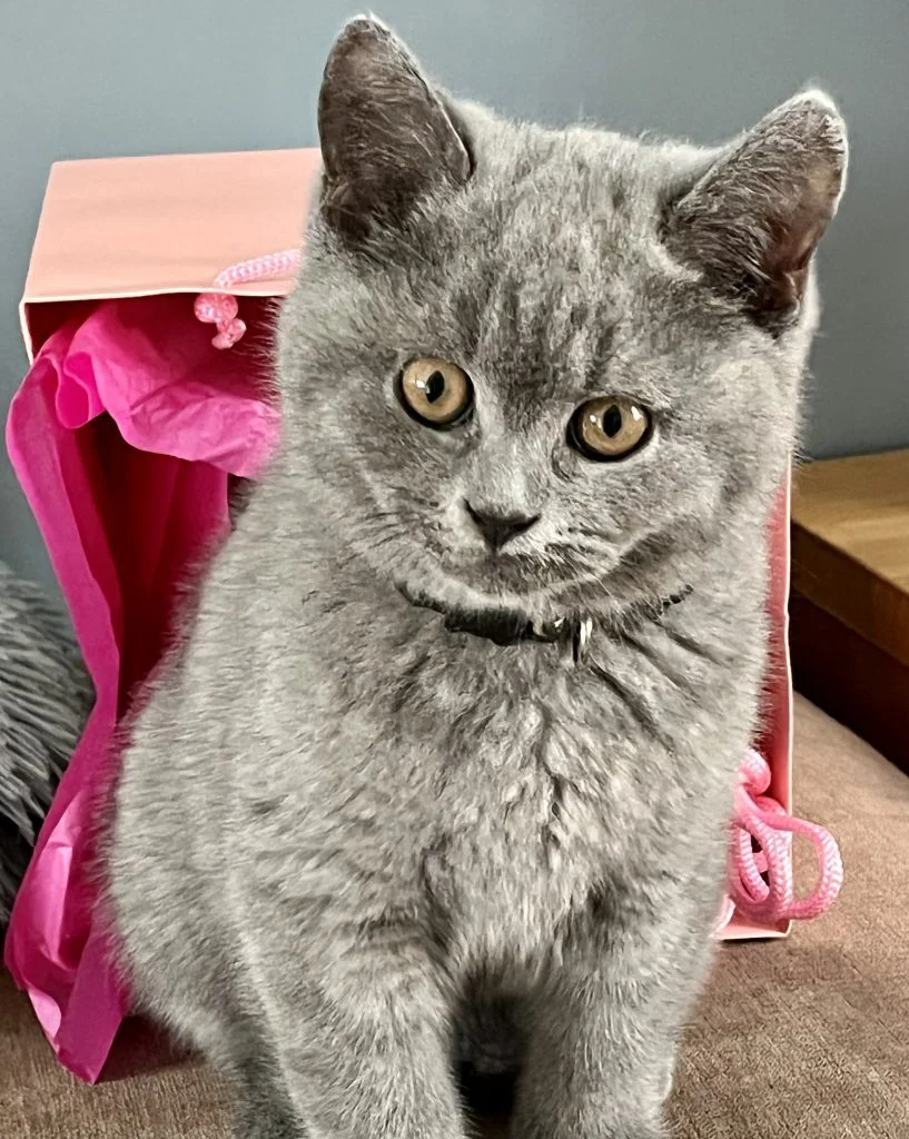 British Shorthair kitten looking at the camera