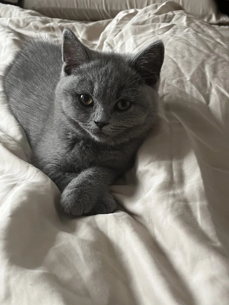 British Shorthair kitten looking at the camera