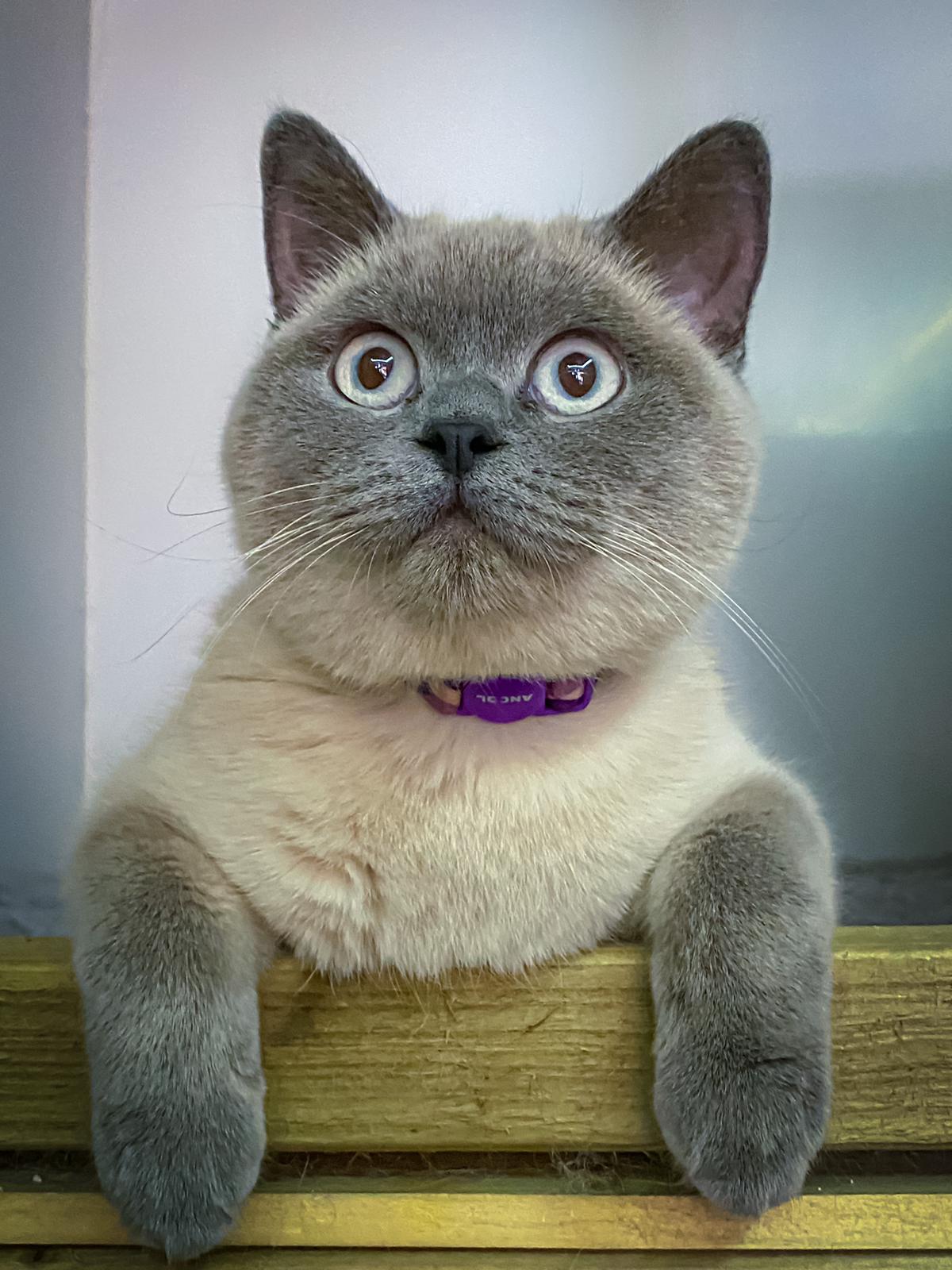 Blossom our British Shorthair Queen